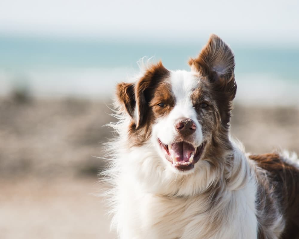 Un border collie blanco y marrón sonriendo frente al mar