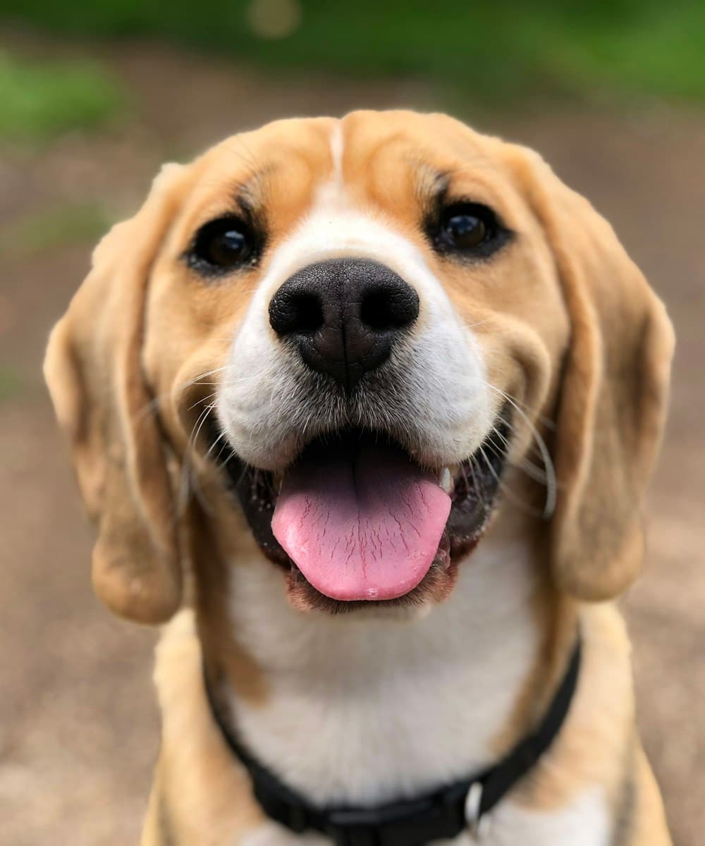 Roco, un beagle de cuatro años, mirando a cámara con la lengua afuera