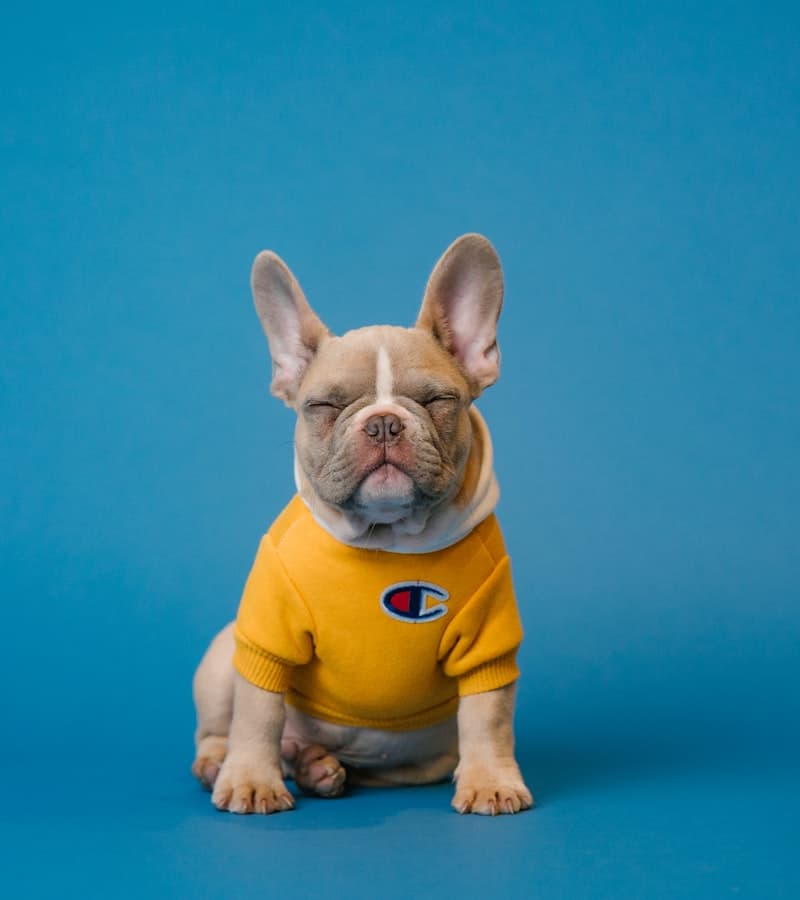 Bulldog francés con buzo amarillo sentado sobre fondo azul