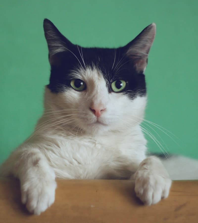 Gato blanco y negro apoyado sobre una superficie de madera