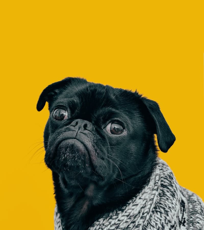 Perro pug negro con bufanda sobre fondo amarillo