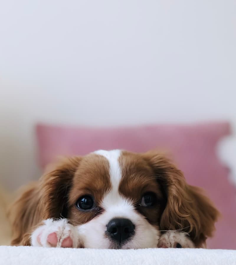 Cachorro cavalier king charles apoyado sobre una manta