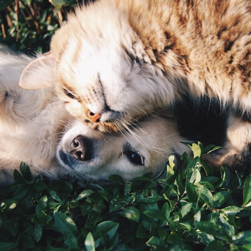 Un perro y un gato acostados juntos sobre el pasto